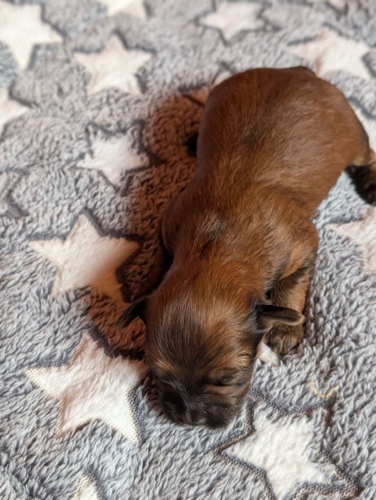 Magnifiques chiots rouges avec ou sans blanc