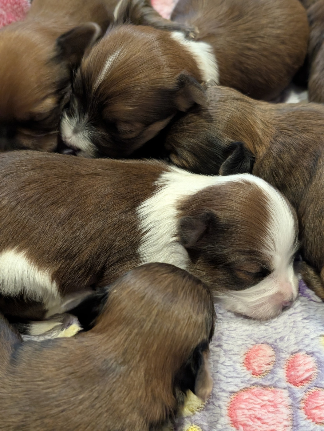 Chiot Bichon Havanais Harry's Company