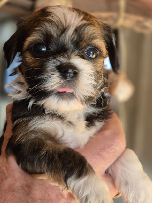 CHIOT 3