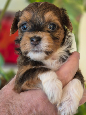 CHIOT 8