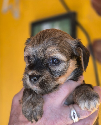 CHIOT 5