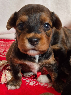 CHIOT 2