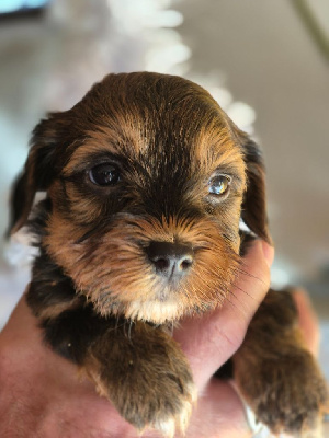CHIOT 1