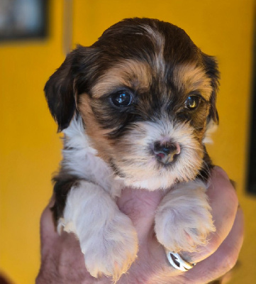 CHIOT 4