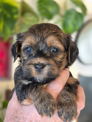 CHIOT 7