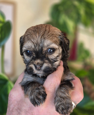 CHIOT 6